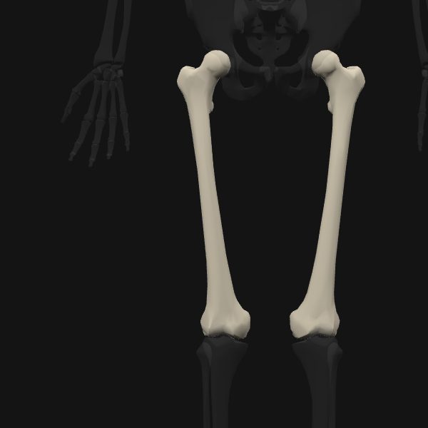 The two femurs highlighted in bone colour on a faint 3D skeleton